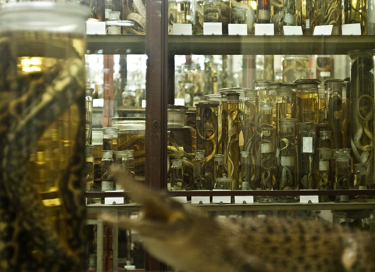 Collection3 nat museum berlin hg