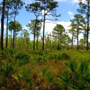 Panarama of Heartwood Pre burn (Large)