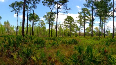 Panarama of Heartwood Pre burn (Large)