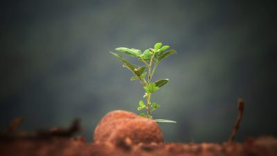 Green Burial Updates