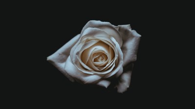 the 7 stages of grief