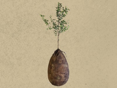 How to Become a Tree when you Die - Debunked