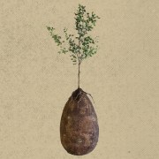 How to Become a Tree when you Die - Debunked