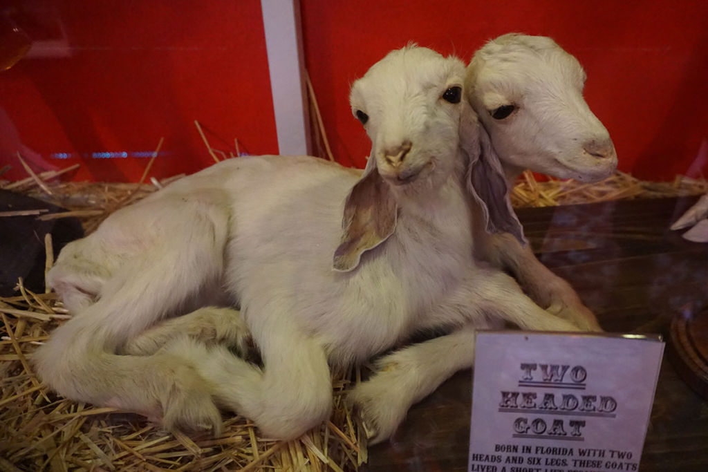 Cabinet of Curiosities